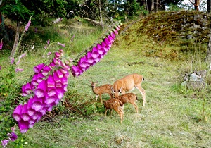 Cottage trail