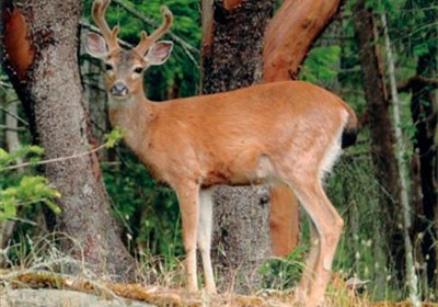 Deer