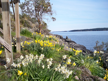 Daffodils
