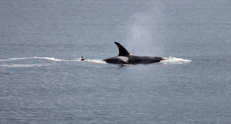 Killer Whale (Orca)