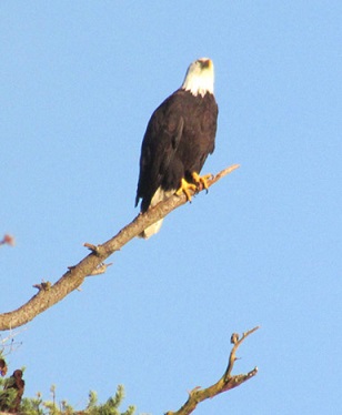 Eagle