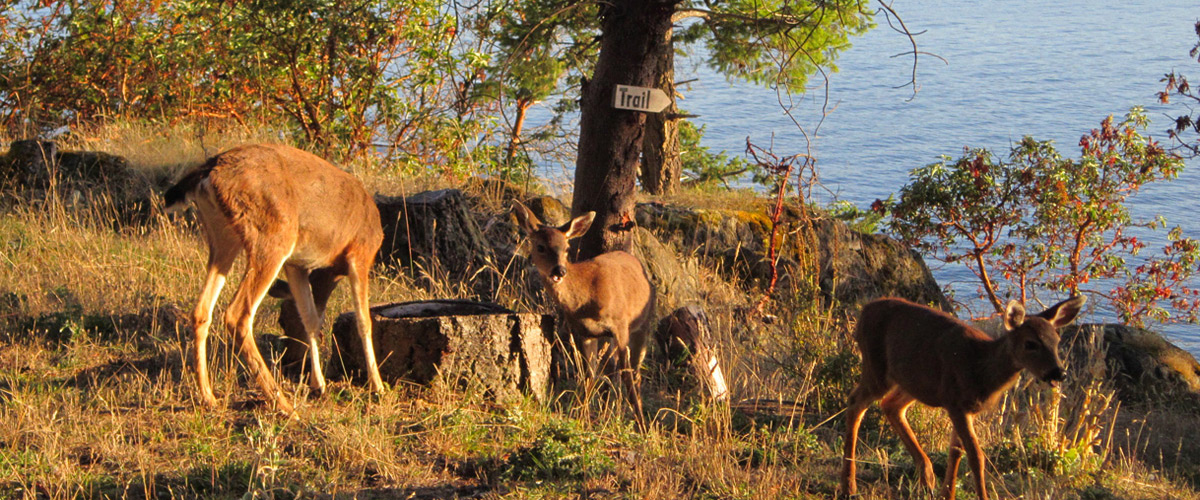 deer grazing